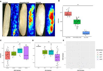 Meta-QTL and haplo-pheno analysis reveal superior haplotype combinations associated with low grain chalkiness under high temperature in rice